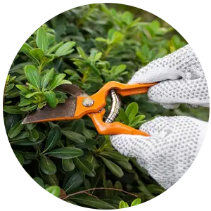 Trimming / Removals of Trees, Plants, Shrubs